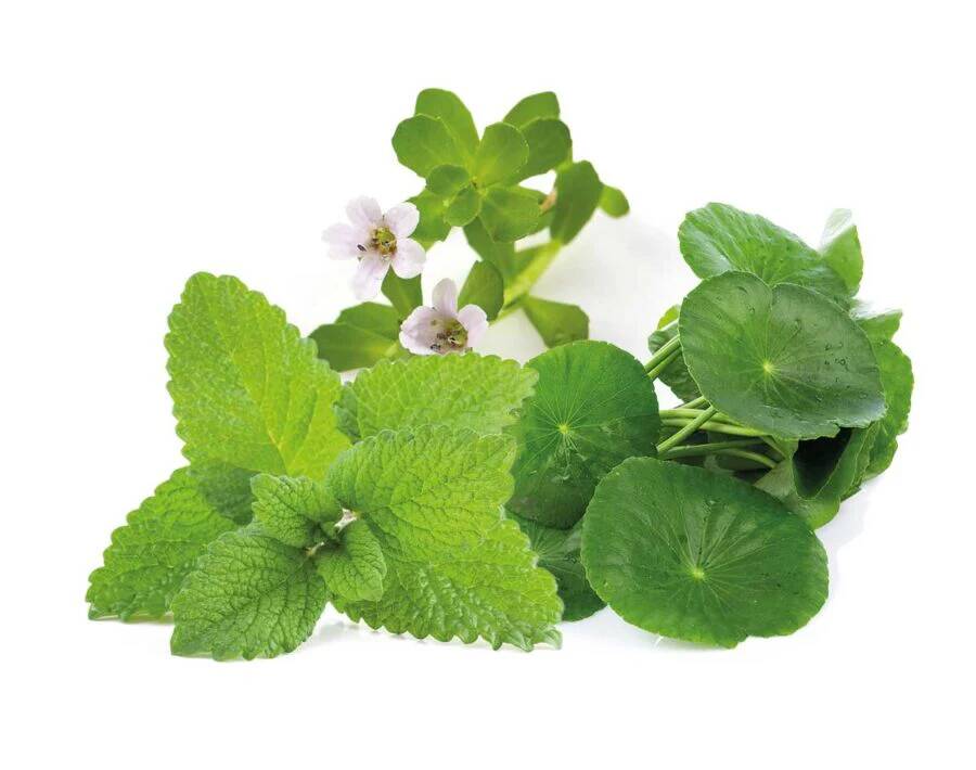 attention-herbs-900x710-min